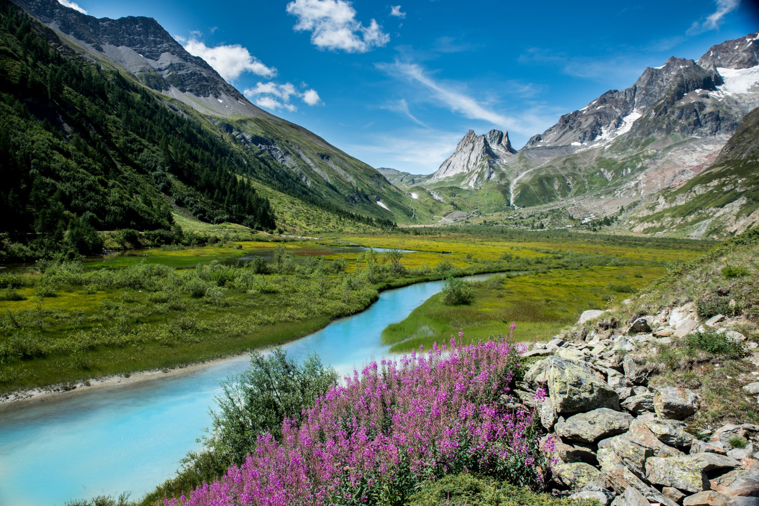 Mountain stream with wildflowers