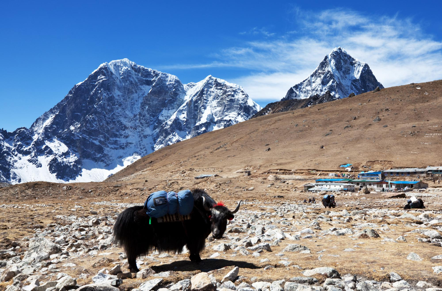 Yak in the Himalayas